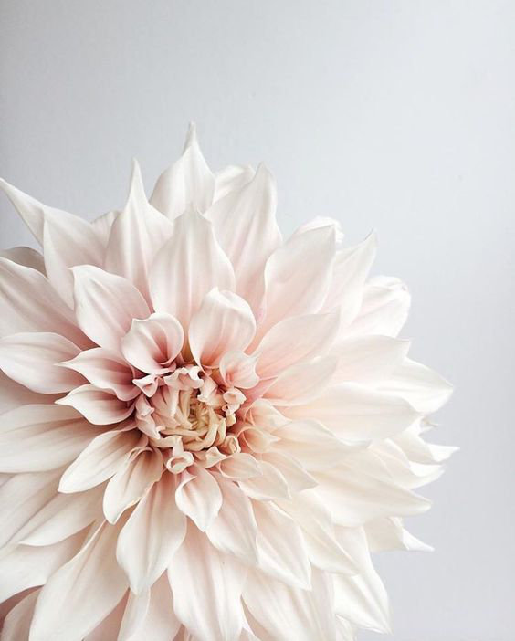 New Trend Alert - Dahlias